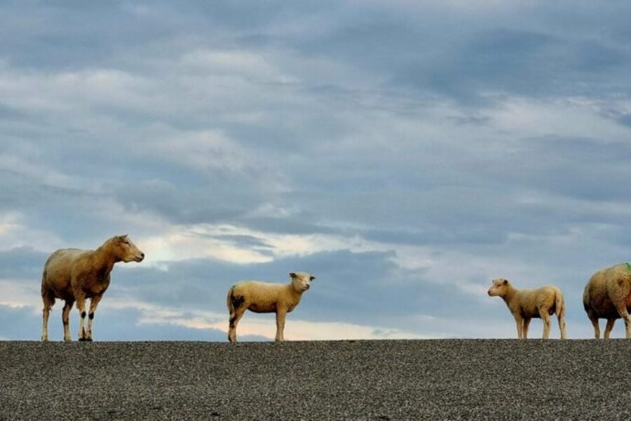 schapen op de dijk